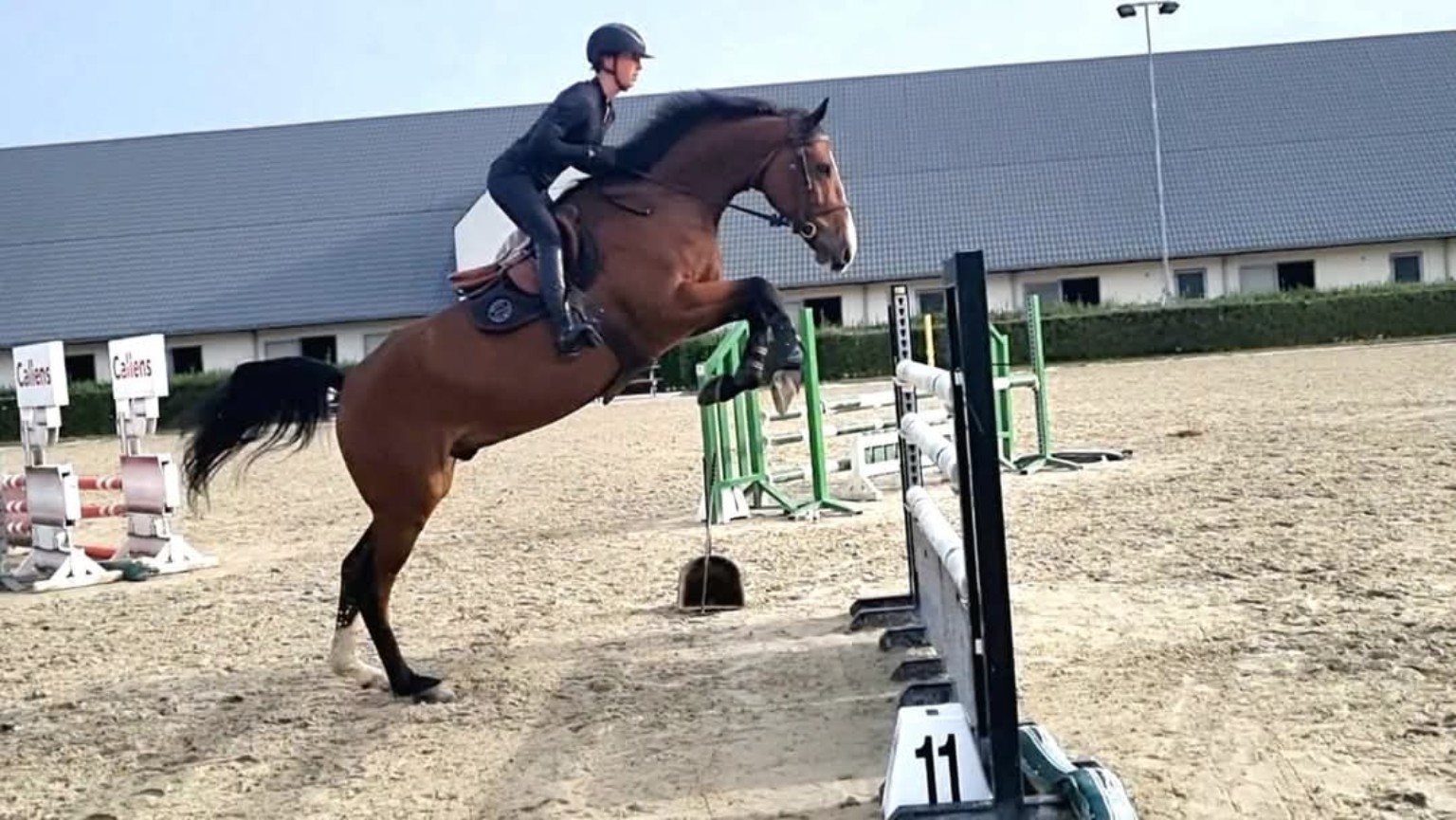 Travail du cheval à l’obstacle